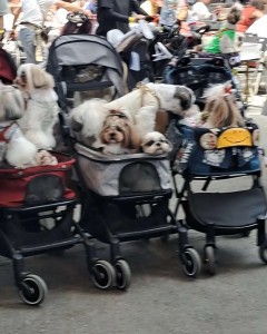 Compress_20240508_224053_3787