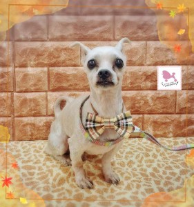 Compress_20251117_211655_5742