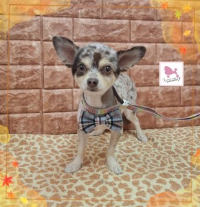 Compress_20251117_211655_5924