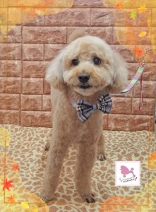 Compress_20251118_163240_0018