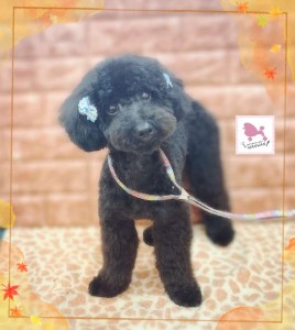 Compress_20251122_060902_2757