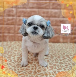 Compress_20251124_191154_4242