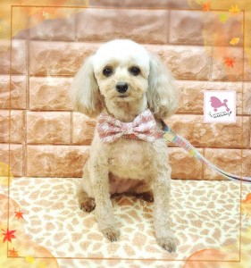 Compress_20251125_151710_0252