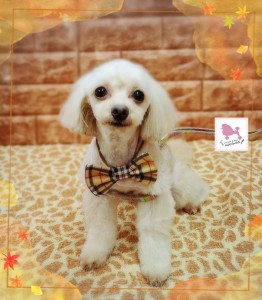 Compress_20251129_212858_8478