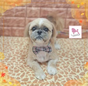 Compress_20251129_212937_7881