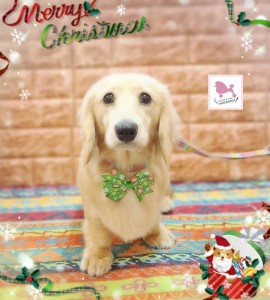 Compress_20251202_074512_2708