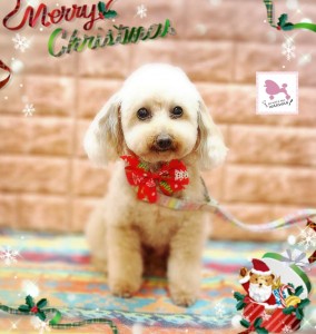 Compress_20251203_215715_5053