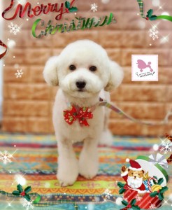 Compress_20251203_215715_5285