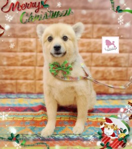 Compress_20251203_215841_1000