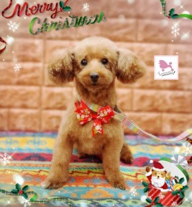 Compress_20251204_211552_2548