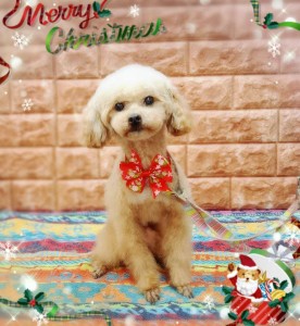 Compress_20251211_210306_6447