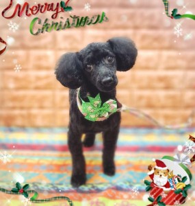 Compress_20251211_210306_6727