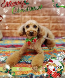 Compress_20251214_072638_8267