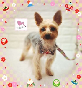 Compress_20260113_190334_4441