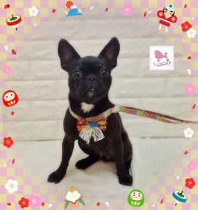 Compress_20260115_005245_5663