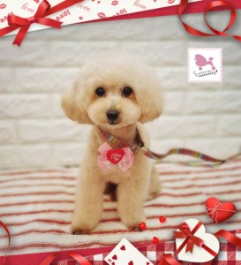 Compress_20260208_175045_5320