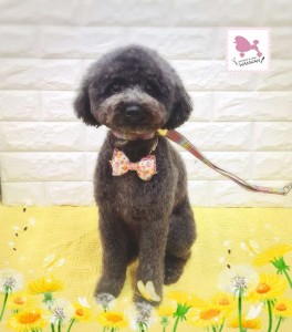 Compress_20260303_113333_3858