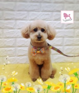 Compress_20260303_113526_6294