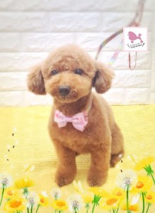 Compress_20260305_185332_2807