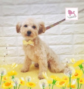 Compress_20260305_185333_3032