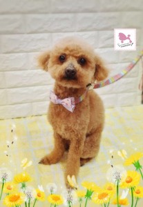 Compress_20260308_060945_5509