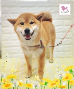 Compress_20260317_164243_3086