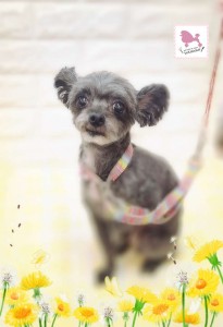 Compress_20260317_164243_3219