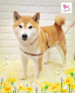 Compress_20260320_093233_3358