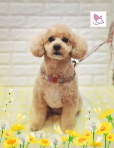 Compress_20260320_093233_3649