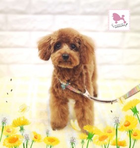 Compress_20260322_001807_7038