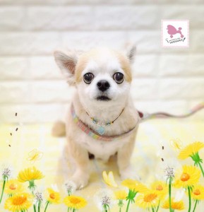 Compress_20260325_161500_0771