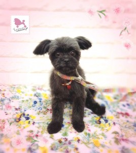 Compress_20260402_203107_7221