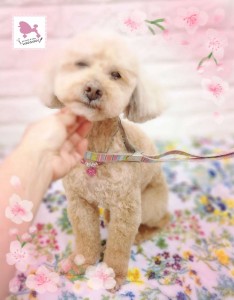 Compress_20260403_184737_7131