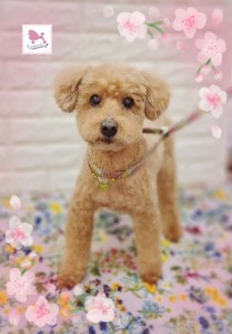 Compress_20260403_184737_7363