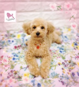 Compress_20260405_011610_0800