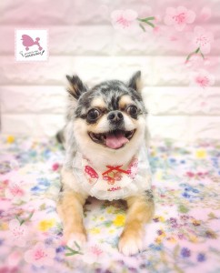 Compress_20260408_093216_6683