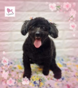 Compress_20260410_181812_2984