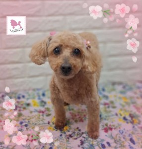 Compress_20260410_181813_3193