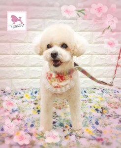 Compress_20260411_170706_6953