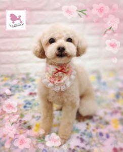 Compress_20260411_170707_7201