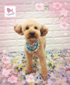 Compress_20260411_170707_7383