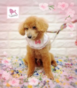 Compress_20260415_215447_7489