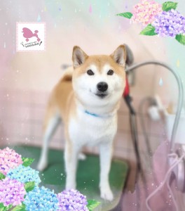 Compress_20260616_185639_9889